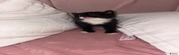 Mixed Breed cats for sale: Kittens for sale ready to go - Advert 3