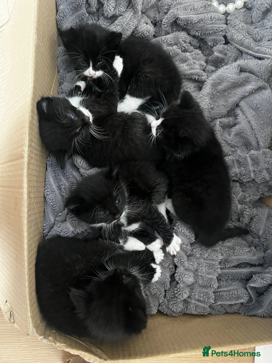 Mixed Breed cats for sale: 5 little girls  - Advert 1