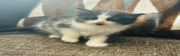 Mixed Breed cats for sale: Persian angora mixed kittens - Advert 6