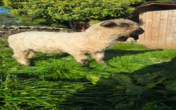 Sheep livestock for sale: Valais/Dartmoor Cross Ewe - Image 2