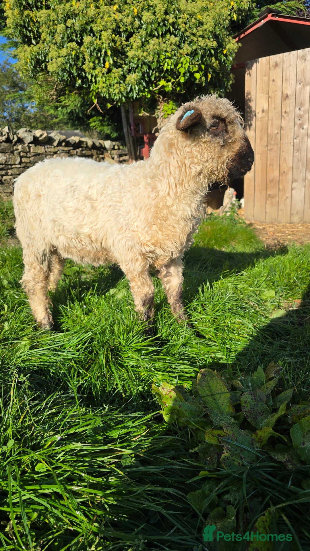 Sheep livestock for sale: Valais/Dartmoor Cross Ewe - Image 2