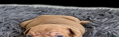French Bulldog 3