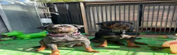Rottweiler dogs for sale: Gorgeous Rottie for Sale! - Advert 4