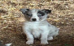 Border Collie dogs for sale: A beautiful mixed litter of border collies  - Image 12