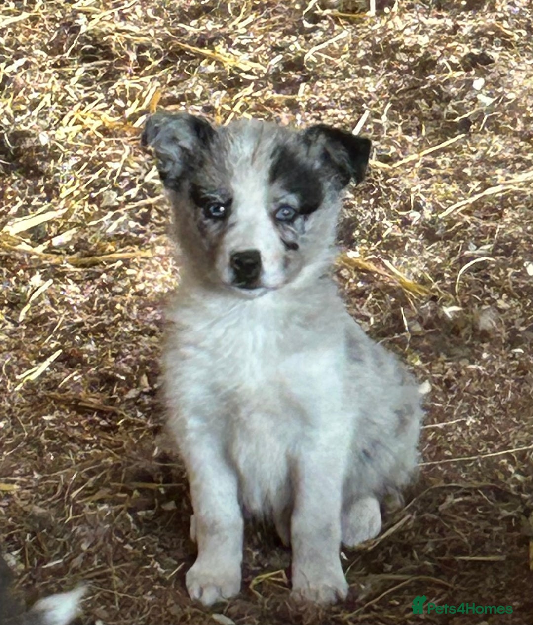 Border Collie dogs for sale: A beautiful mixed litter of border collies  - Image 12