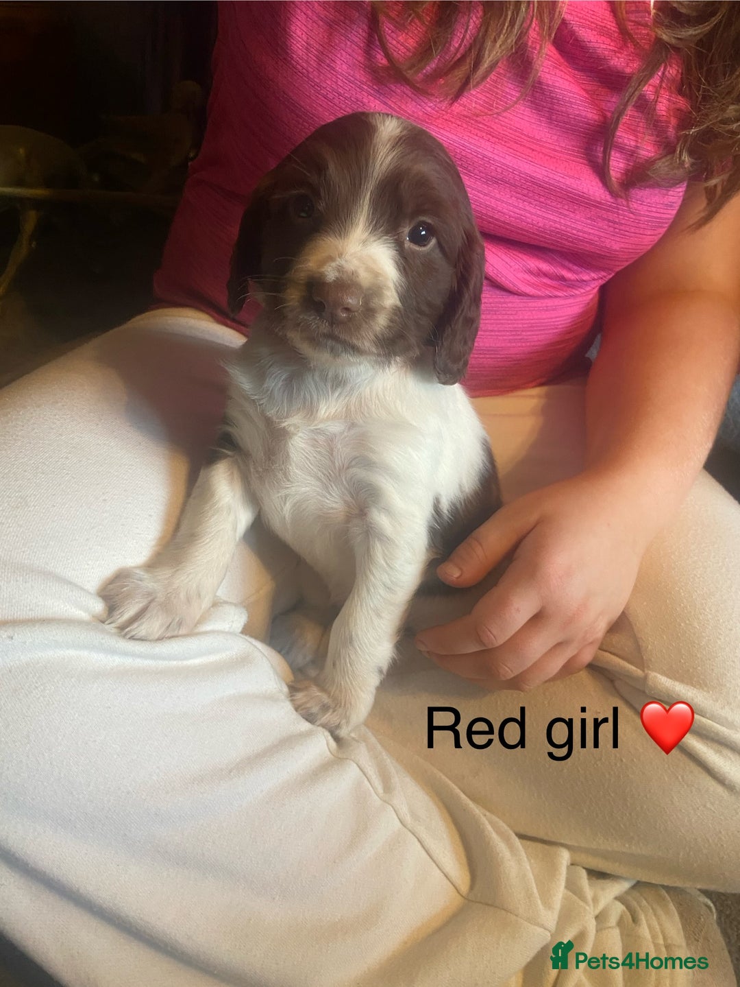 English Springer Spaniel dogs for sale: Springer spaniel puppies  - Advert 12