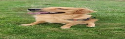 Golden Retriever dogs for stud: KC Registered/hips,elbow tested. - Advert 2