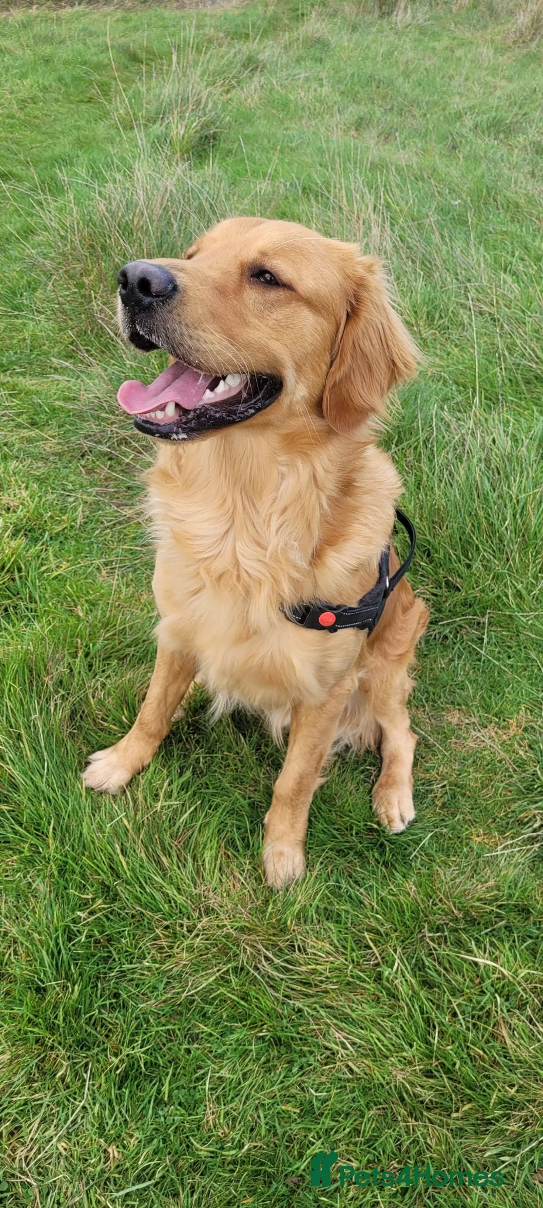 Golden Retriever dogs for stud: KC Registered/hips,elbow tested. - Advert 2