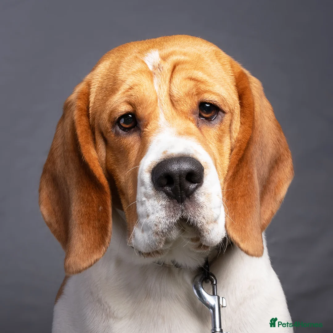 Beagle dogs for sale: *Buddy* lovely kc reg beagle male family boy - Advert 1