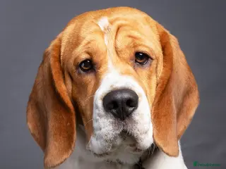 Beagle dogs *Buddy* lovely kc reg beagle male family boy - Advert 3