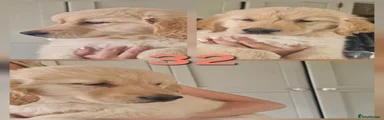Golden Retriever 3
