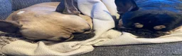 French Bulldog dogs for adoption: FRANK & MILO FRENCHIES ADOPTION IN WESTCOUNTRY - Advert 20