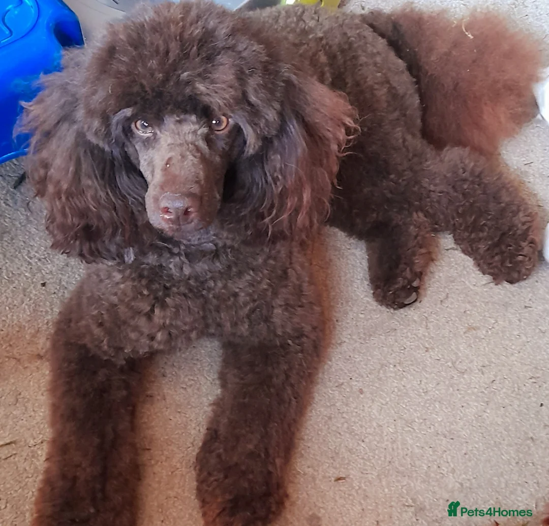 Miniature Poodle dogs for stud: Imported Brown Miniature Poodle & Cavalier Studs in Sutton Coldfield - Advert 15