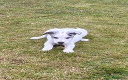 Border Collie dogs for sale: 2 puppies left/1 white Merle and black and white . - Image 15