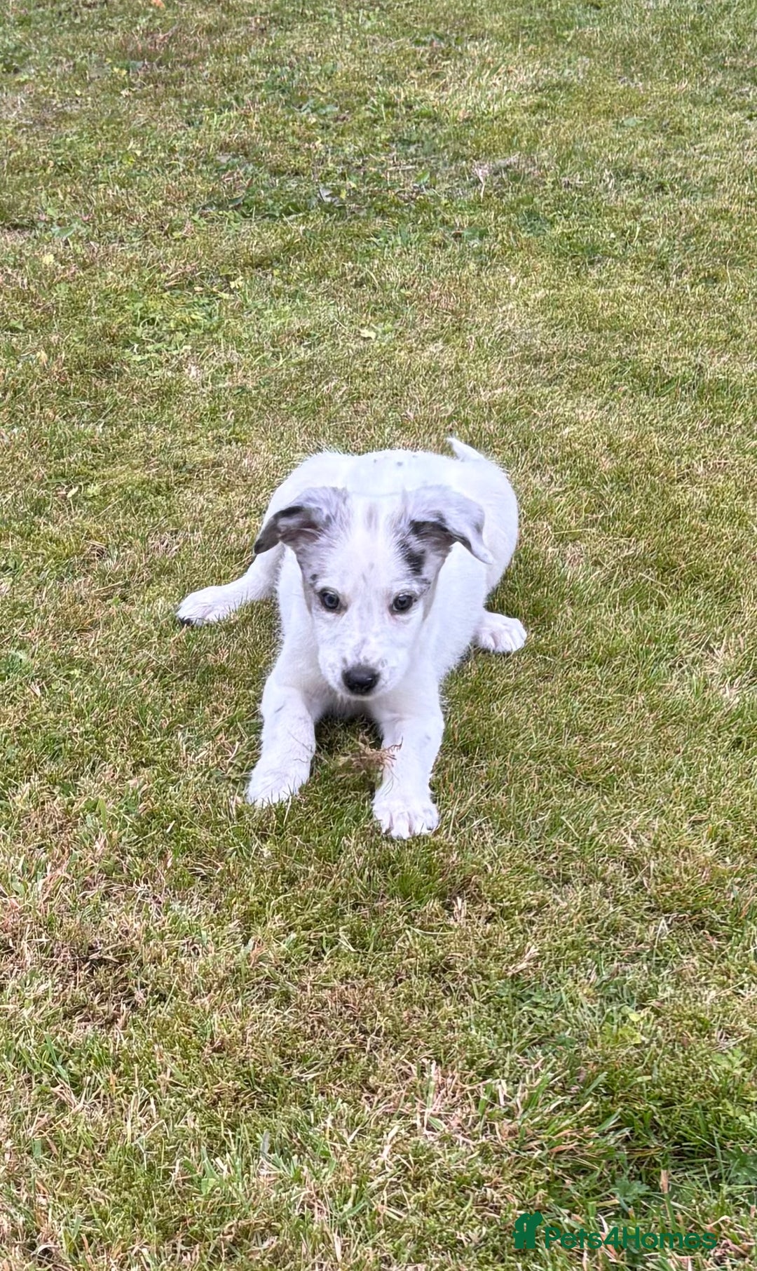 Border Collie dogs for sale: 2 puppies left/1 white Merle and black and white . - Image 15