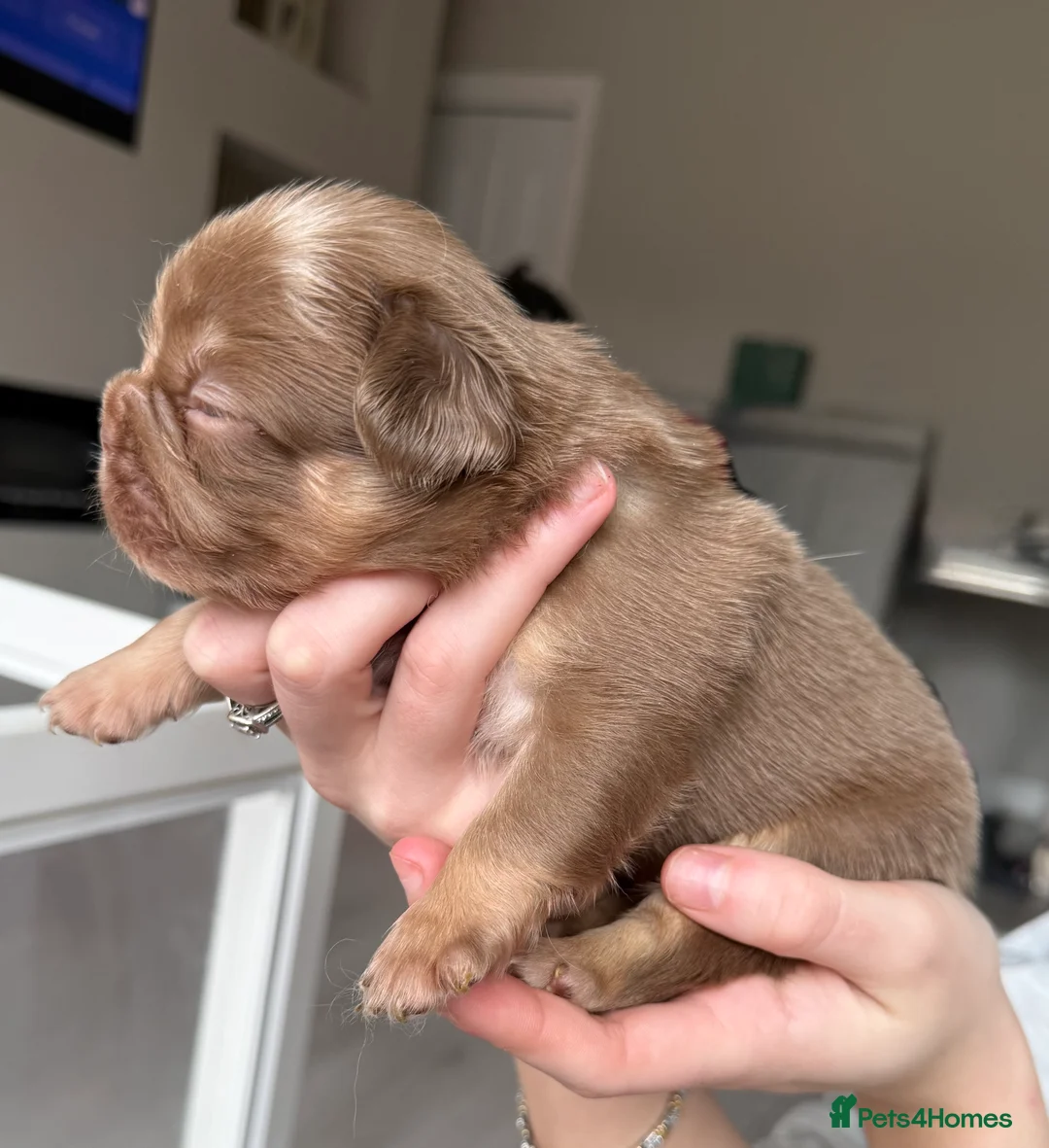 French Bulldog dogs for sale: Full fluffy frenchies  - Advert 26