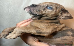 Olde English Bulldogge dogs for sale: 8 week old Olde English Bulldogges  - Advert 25