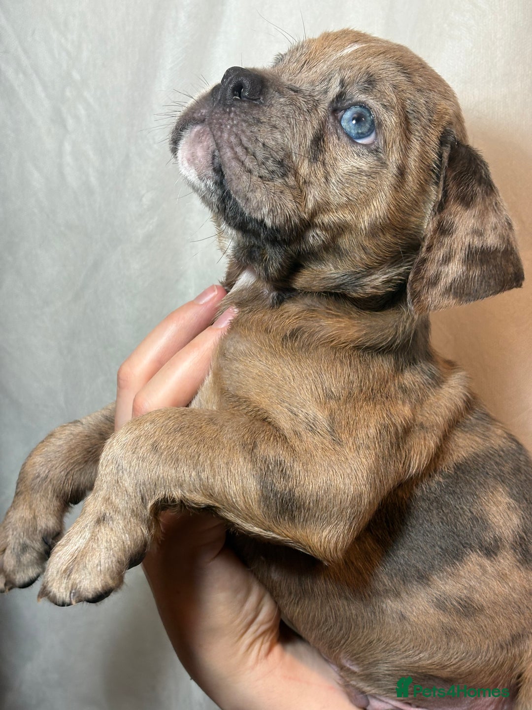 Olde English Bulldogge dogs for sale: 8 week old Olde English Bulldogges  - Advert 25