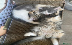 RagaMuffin cats for sale: 🐾 **Adopt Ragdoll-Shorthair Kitten!** 🐾 - Image 8