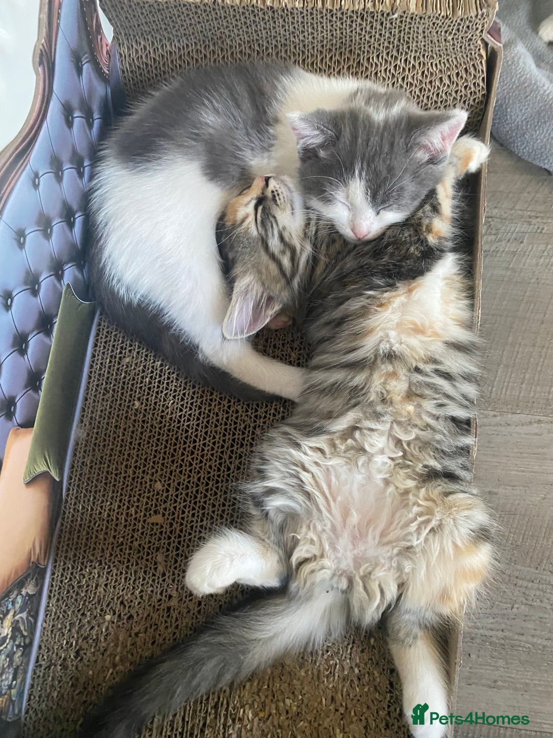 RagaMuffin cats for sale: 🐾 **Adopt Ragdoll-Shorthair Kitten!** 🐾 - Image 8
