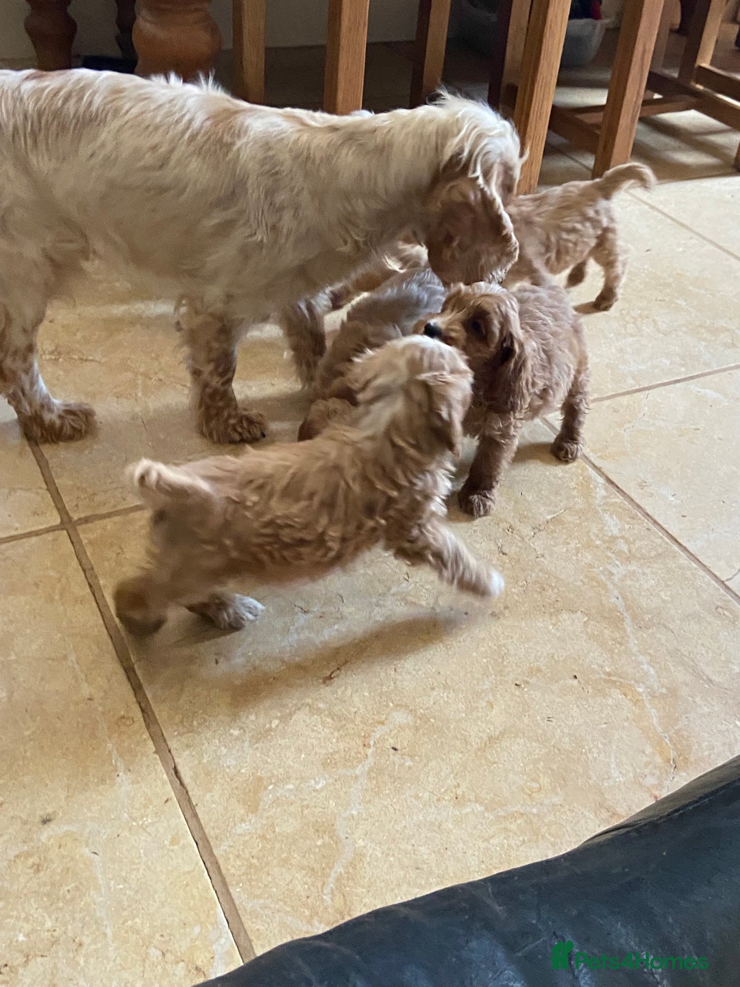 Cockapoo dogs for sale: F1 Apricot cockapoo’s boys and girls  - Image 8