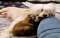 Chinese Crested dogs for sale: Powder puff boy £950, hl boy £1800 - Image 2