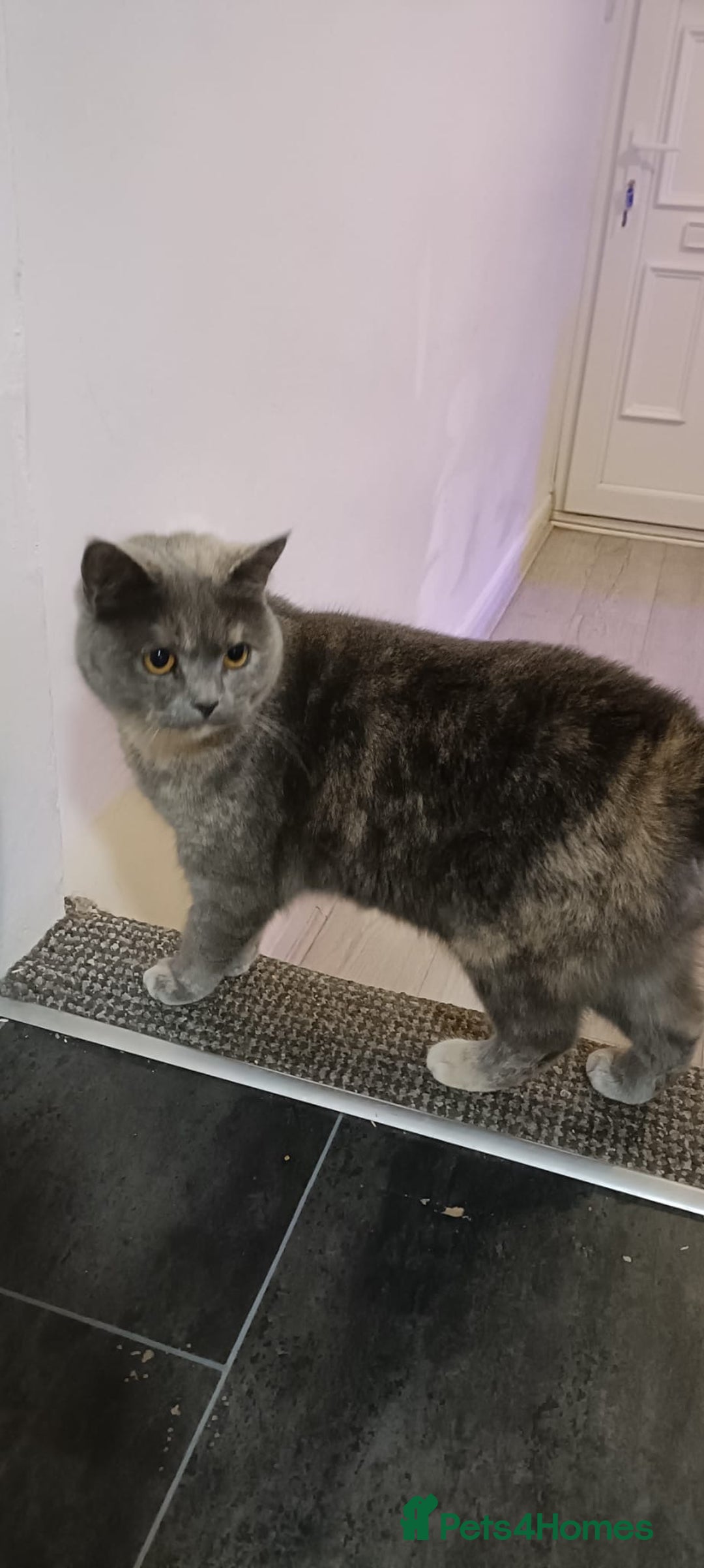 Persian cats for sale: Persian blue - Advert 16