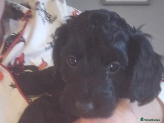 Cockapoo dogs 1 TOY F1B COCKPOO READY TO LEAVE FRIDAY! - Advert 11