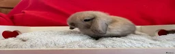 Mini Lop rabbits for sale: Gorgeous mini lops for sale  - Advert 11