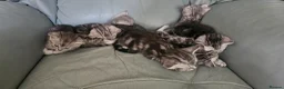 American Shorthair cats for sale:  Little treasures with big hearts  - Advert 4