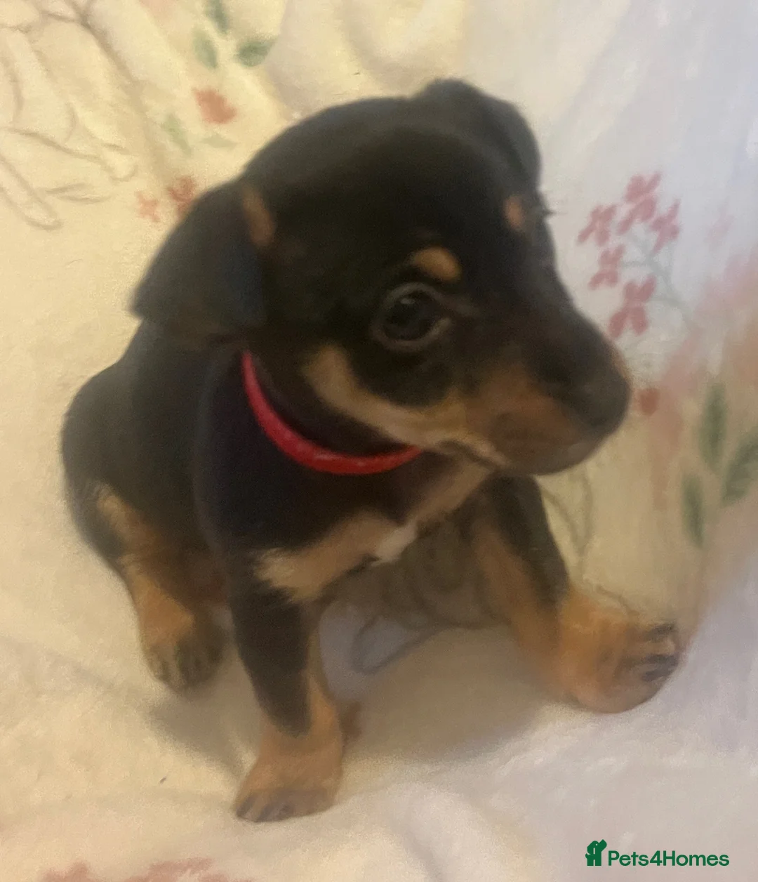 Jack Russell dogs for sale: Miniature rare natural bobtailed jack Russells - Advert 11