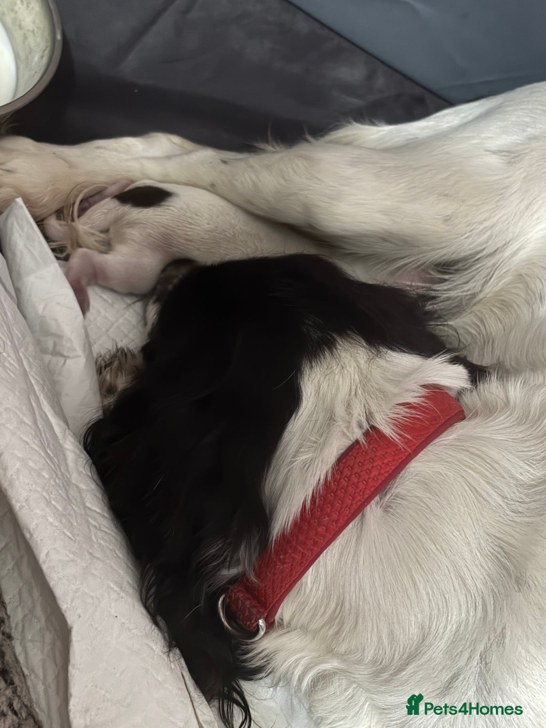 Sprocker dogs for sale: Sprocker puppy for sale  - Image 4