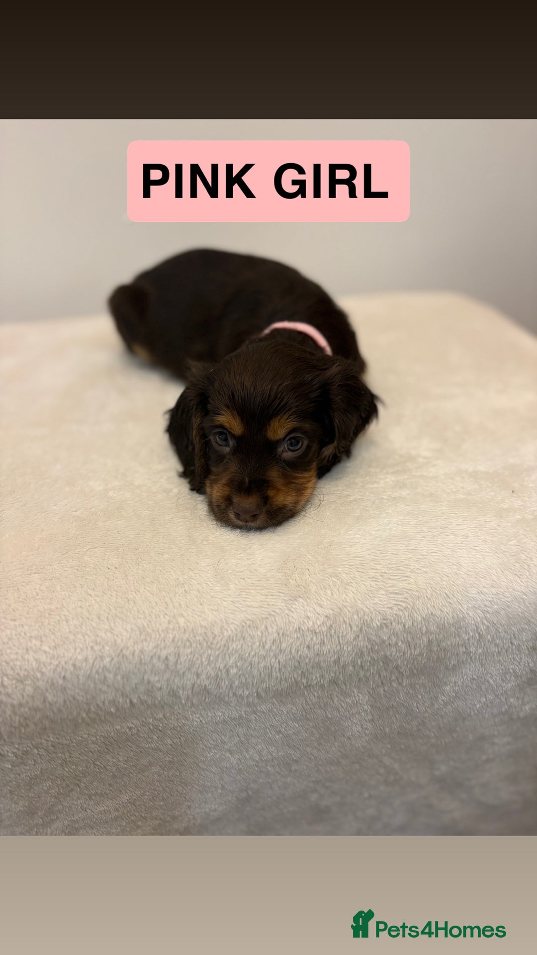 Cocker Spaniel dogs for sale: Gorgeous Full Cocker Spaniel Pups  - Image 20
