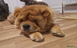 Chow Chow dogs for stud: Kc Red smooth coat for stud  - Image 2