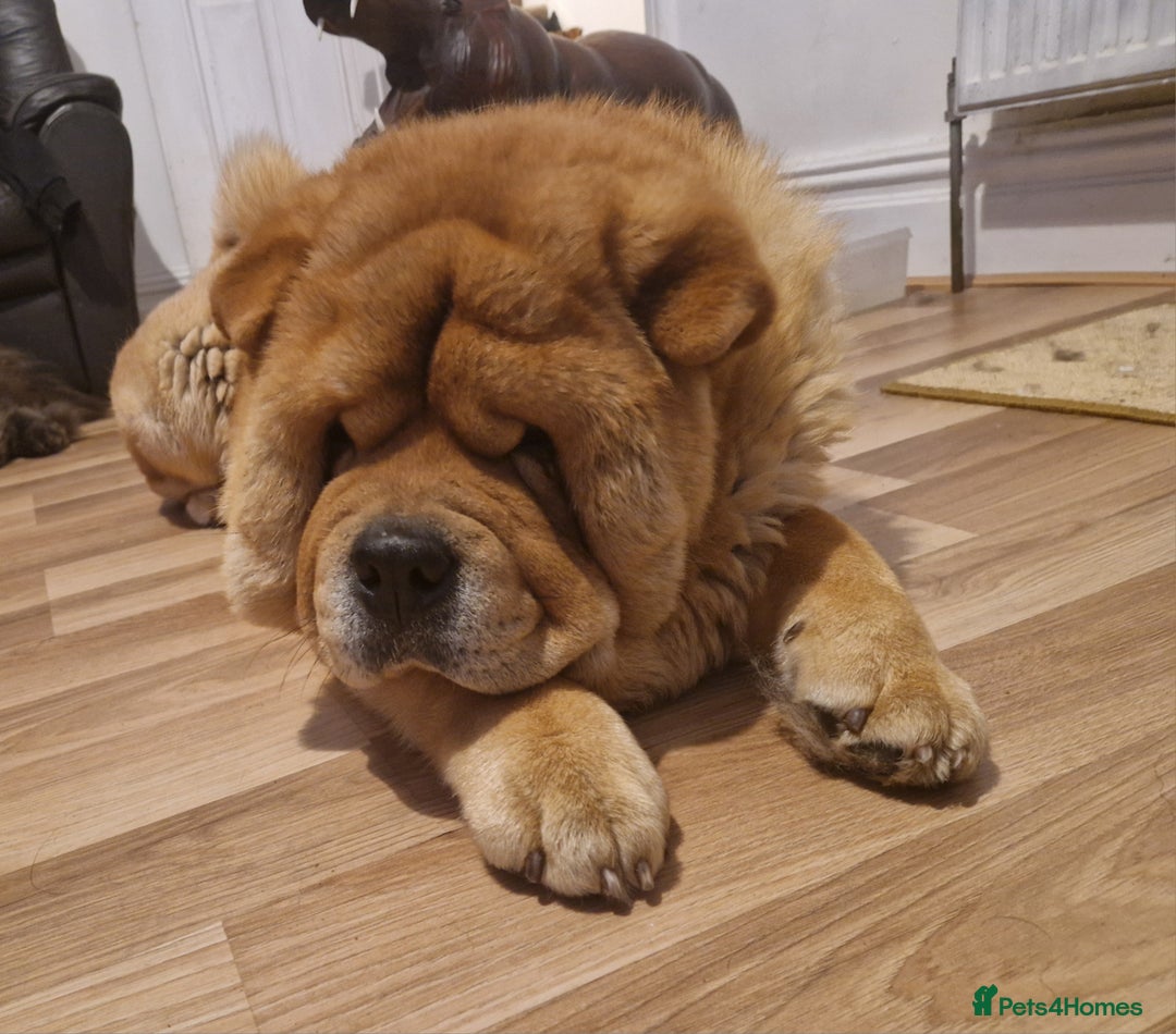 Chow Chow dogs for stud: Kc Red smooth coat for stud  - Image 2