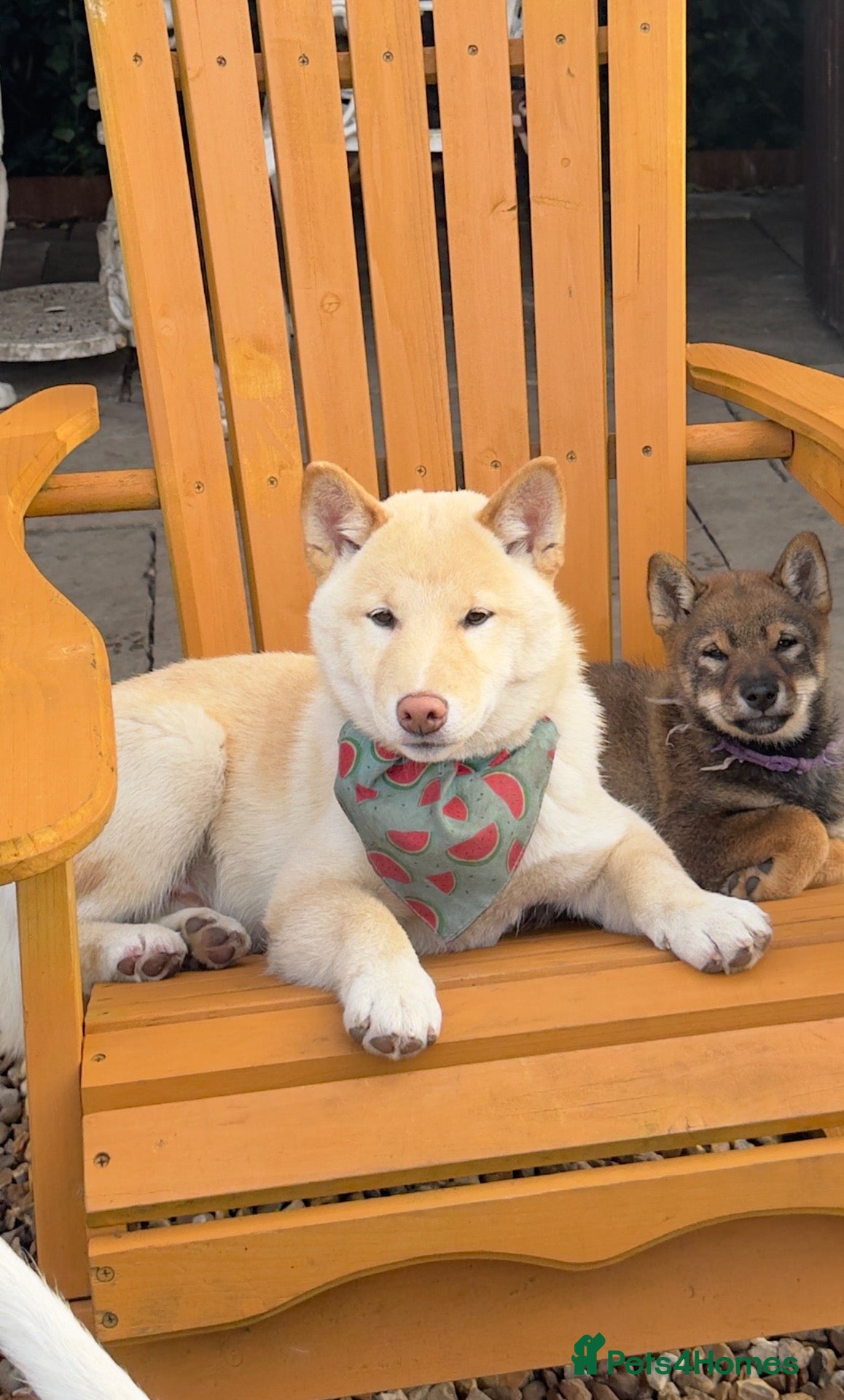 Japanese Shiba Inu dogs Confidence Comes With Time outstanding shiba 🇯🇵 - Advert 4