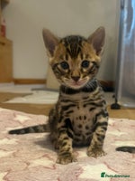 Bengal cats Stunning TICA registered pedigree Bengal kittens - Advert 3