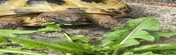 Tortoise reptiles for sale: Horsfield Tortoise - Advert 5
