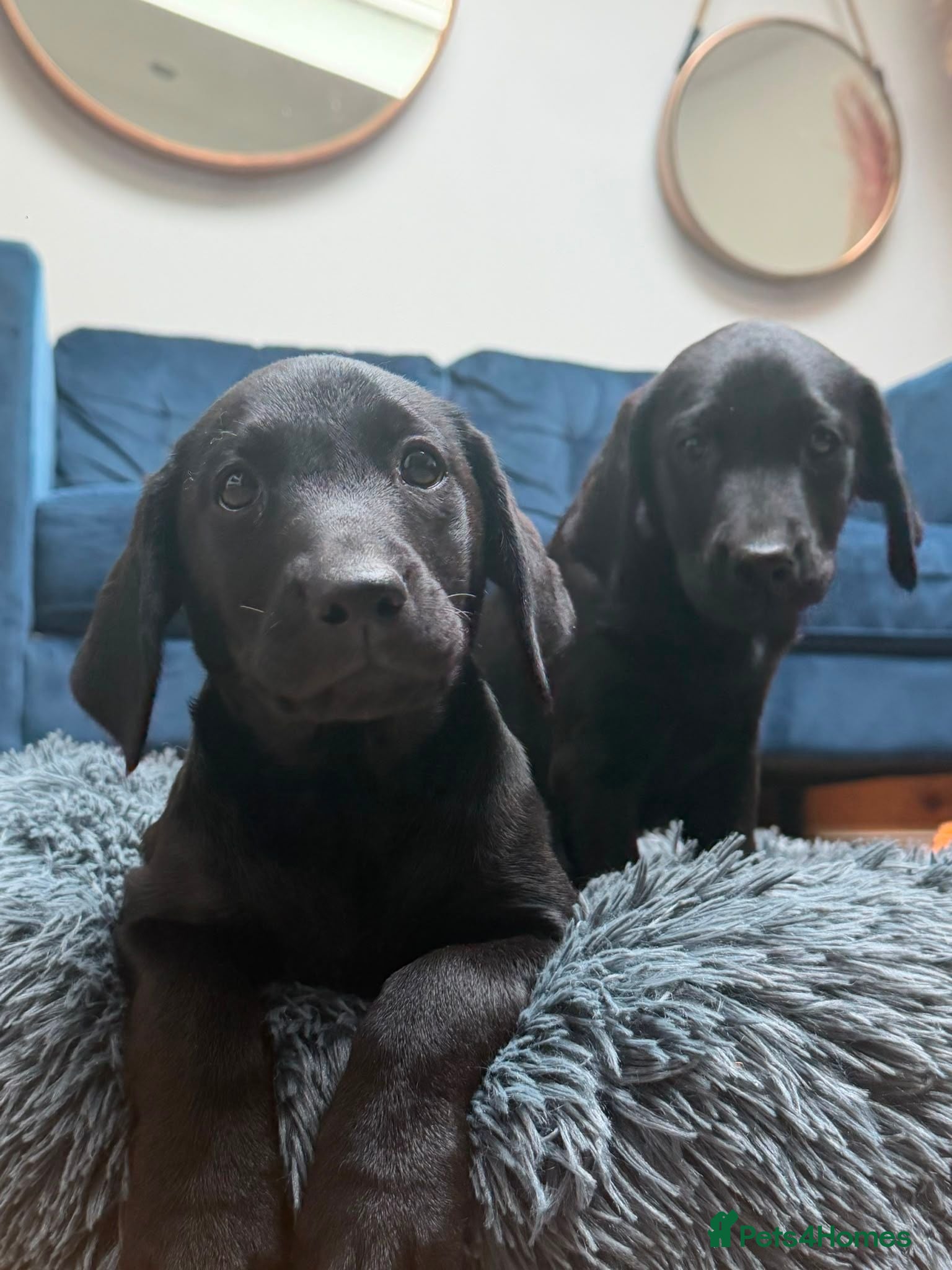 Labrador Retriever dogs Labrador Puppies  KC Reg Stunning  - Advert 2