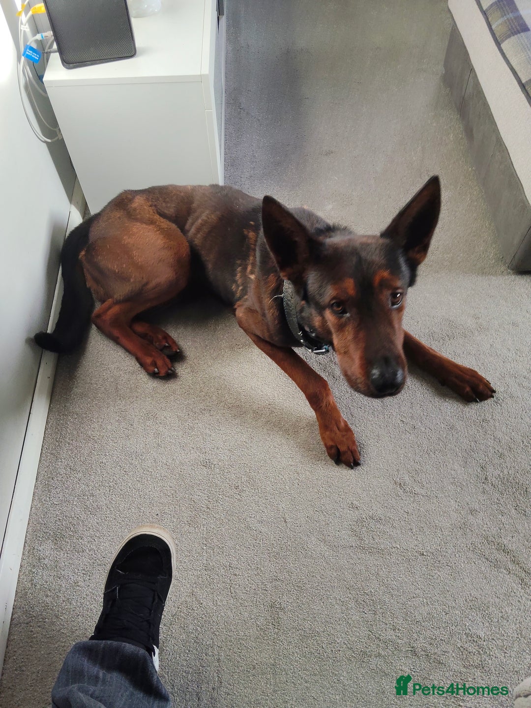 Chinese Red Dog dogs for sale: Looking for a new home. - Advert 11