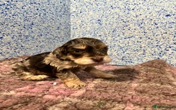 Cockapoo dogs for sale: Cockapoo puppies Rainbow litter  - Advert 34