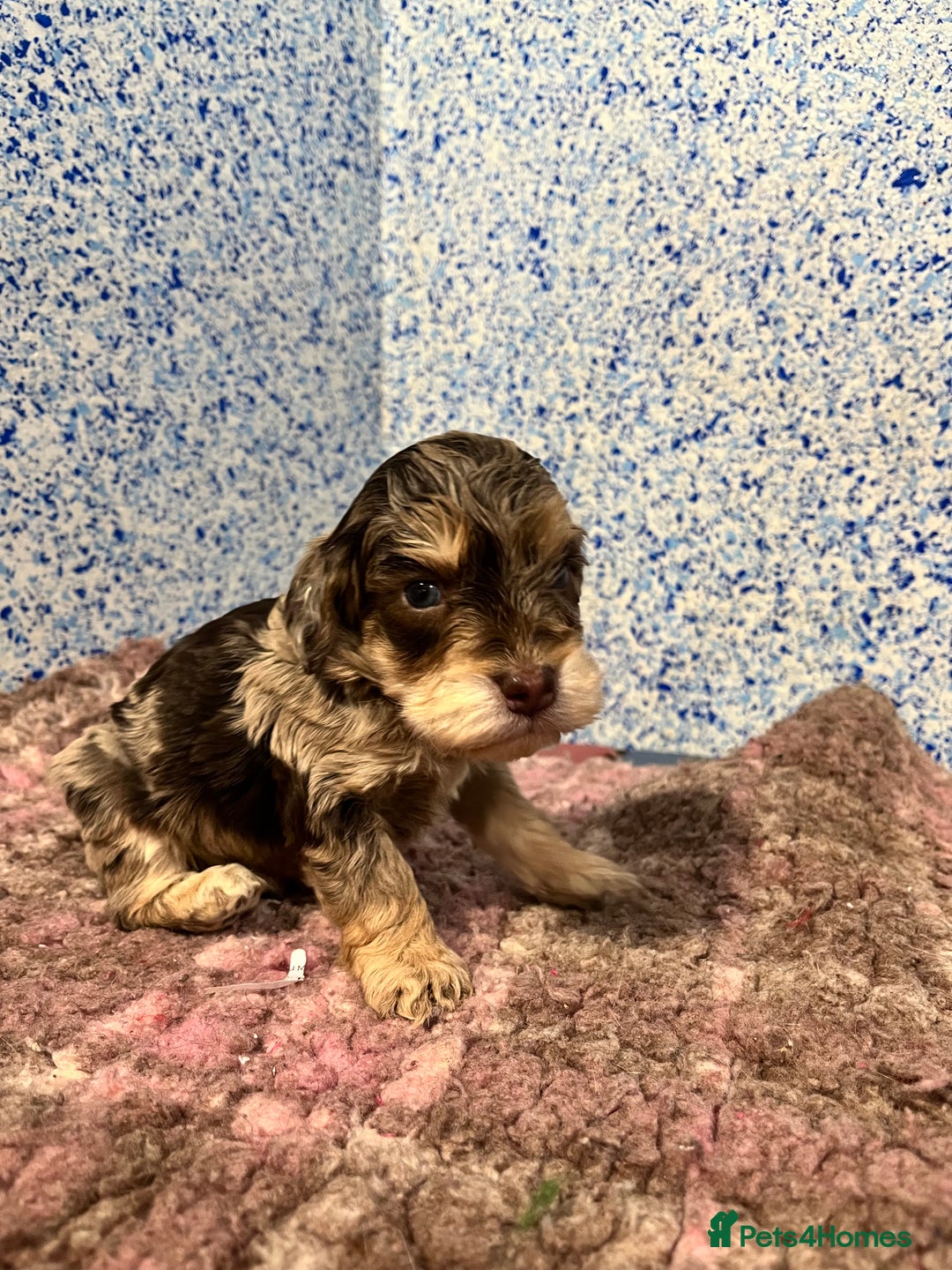 Cockapoo dogs for sale: Cockapoo puppies Rainbow litter  - Advert 34