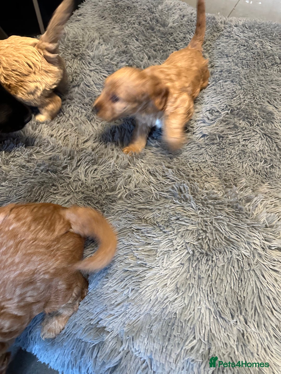 Cockapoo dogs for sale: F1 cockerpoo puppies  - Advert 20
