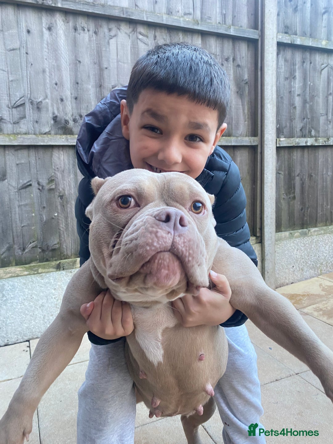 Mixed Breed dogs for sale: rehoming a 3 year old pocket bully  - Advert 2