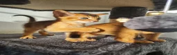 Abyssinian cats for sale: LAST TWO BOYS,champion line Abyssinian kittens🎖 - Advert 13