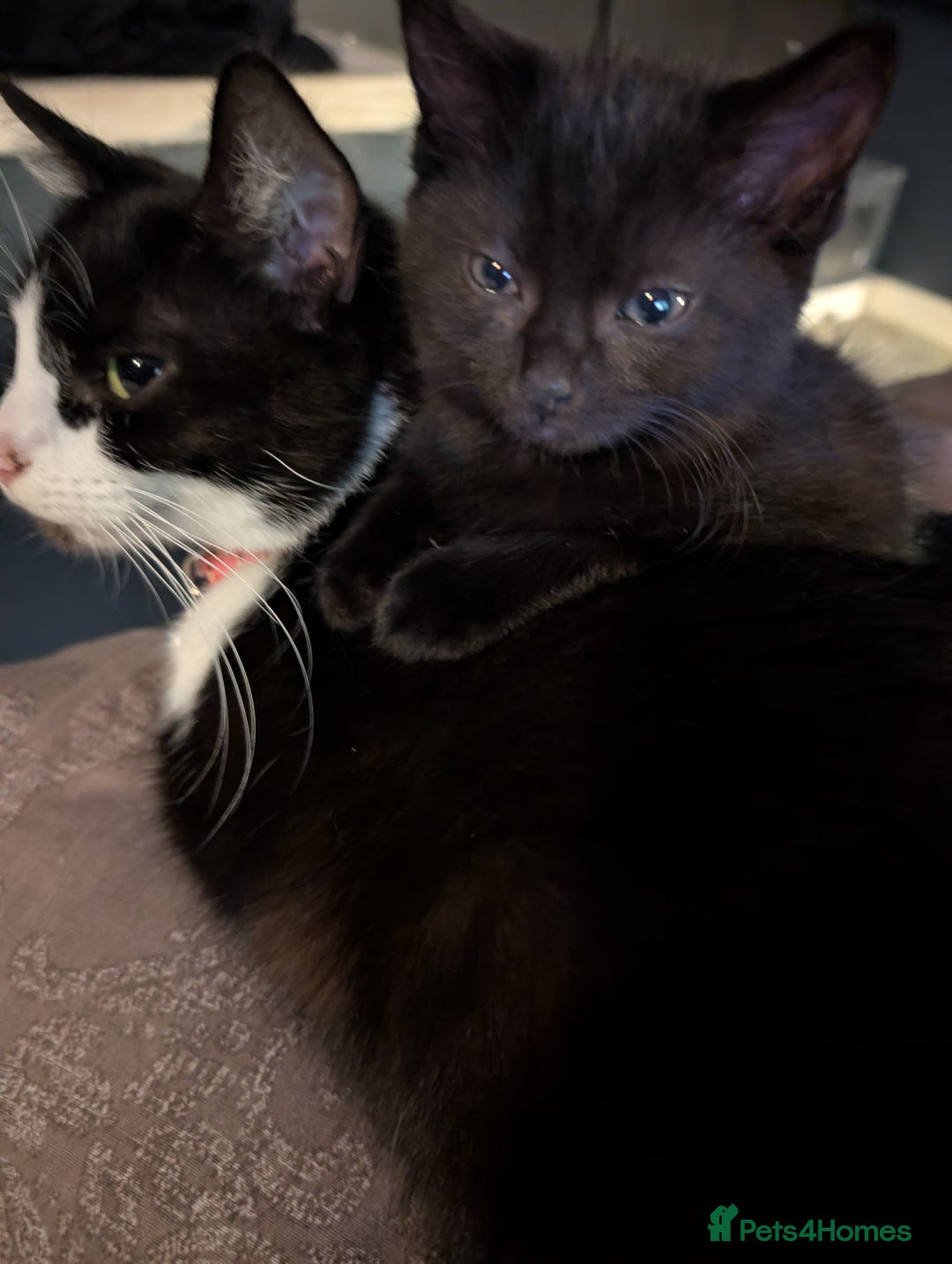 British Shorthair cats for sale: 2 black female cats  - Advert 4