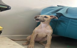 Lurcher dogs for sale: 13 week old lurcher female - Image 2