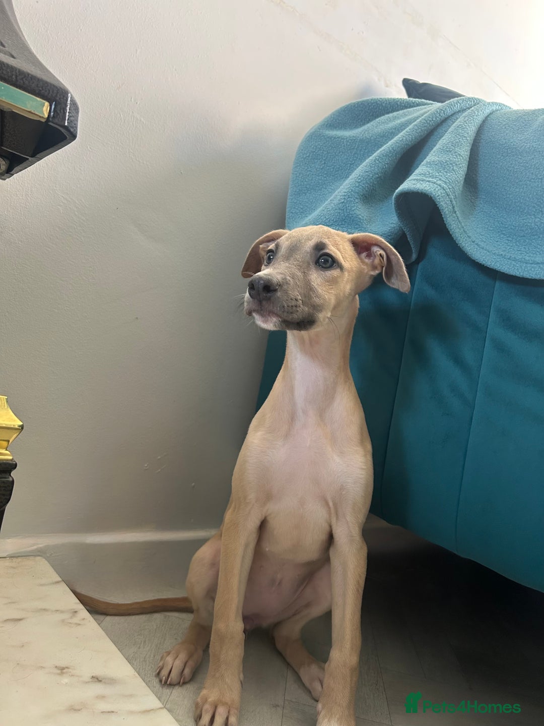 Lurcher dogs for sale: 13 week old lurcher female - Image 2