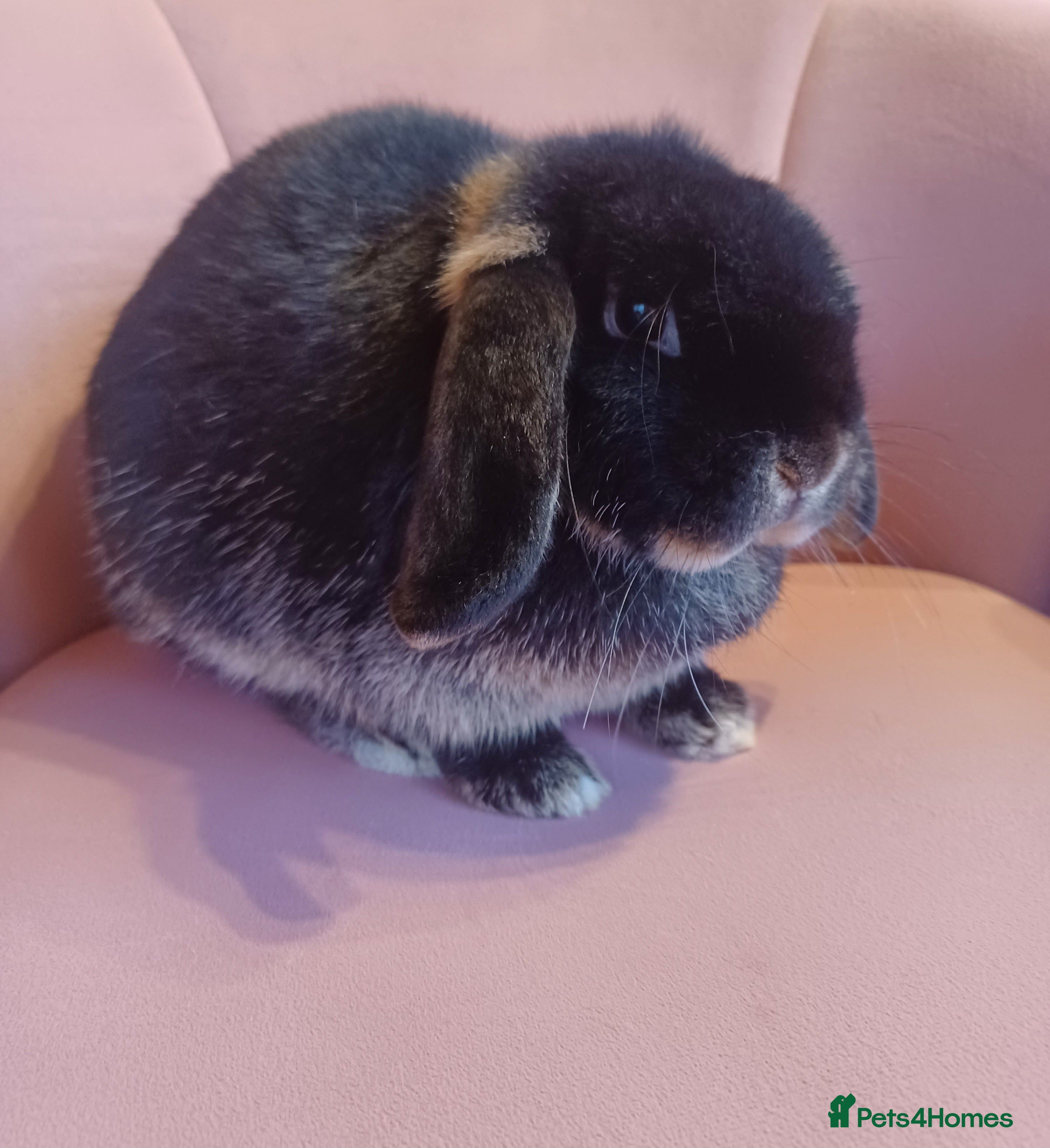 Mini Lop rabbits Beautiful mini lop Black Otter Doe 6months  - Advert 21