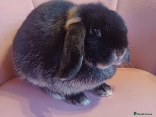 Mini Lop rabbits Beautiful mini lop Black Otter Doe 6months - Advert 23